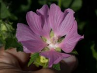 Malva thuringiaca Limhamns kalkbrott, Malmö, Skåne, Sweden 20170903_0128