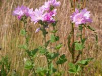 Malva thuringiaca Scaniaparken, Malmö, Skåne, Sweden 20210708_0012