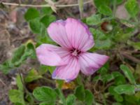 Malva trimestris Köpmansgatan 5, Malmö, Skåne, Sweden 20220727_0001