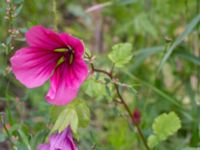 Malva trimestris Köpmansgatan 5, Malmö, Skåne, Sweden 20220727_0014