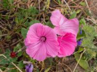 Malva trimestris Köpmansgatan 5, Malmö, Skåne, Sweden 20220727_0034