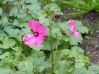 Malva trimestris Utkast, Norra Friluftsstaden, Malmö, Skåne, Sweden 20180912_0003