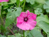 Malva trimestris Utkast, Norra Friluftsstaden, Malmö, Skåne, Sweden 20180912_0004