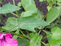 Malva trimestris Utkast, Norra Friluftsstaden, Malmö, Skåne, Sweden 20180912_0005