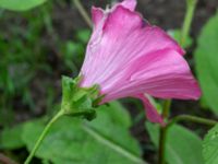 Malva trimestris Utkast, Norra Friluftsstaden, Malmö, Skåne, Sweden 20180912_0006