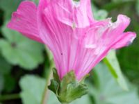 Malva trimestris Utkast, Norra Friluftsstaden, Malmö, Skåne, Sweden 20180912_0010