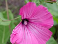 Malva trimestris Utkast, Norra Friluftsstaden, Malmö, Skåne, Sweden 20180912_0011