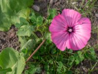 Malva trimestris Utkast, Norra Friluftsstaden, Malmö, Skåne, Sweden 20180917_0001