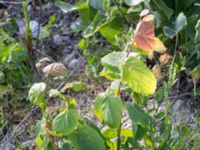 Tilia cordata Grodreservatet, Malmö hamn, Malmö, Skåne, Sweden 20160609_0048