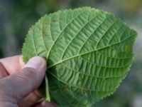 Tilia cordata Grodreservatet, Malmö hamn, Malmö, Skåne, Sweden 20160609_0049