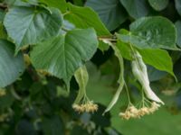 Tilia cordata Håslövs kyrka, Vellinge, Skåne, Sweden 20160701_0088