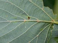 Tilia cordata Håslövs kyrka, Vellinge, Skåne, Sweden 20160701_0089