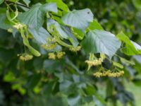 Tilia cordata Håslövs kyrka, Vellinge, Skåne, Sweden 20160701_0090