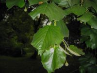 Tilia cordata Hammars park, Malmö, Skåne, Sweden 20060903B 013