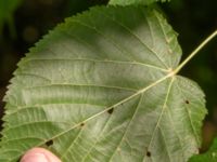 Tilia cordata Klågerup, 400 m N reningsverket, Svedala, Skåne, Sweden 20240915_0012