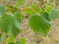 Tilia cordata Ulricedal, Malmö, Skåne, Sweden 20200729_0074