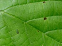 Tilia platyphyllos Ödetomterna, Bunkeflo strandängar, Malmö, Skåne, Sweden 20170520B_0064