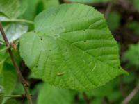 Tilia platyphyllos Ödetomterna, Bunkeflo strandängar, Skåne, Sweden 20170520_0064