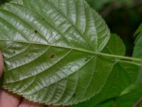 Tilia platyphyllos Ödetomterna, Bunkeflo strandängar, Skåne, Sweden 20170520_0065