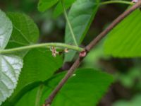 Tilia platyphyllos Ödetomterna, Bunkeflo strandängar, Skåne, Sweden 20170520_0066