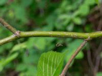 Tilia platyphyllos Ödetomterna, Bunkeflo strandängar, Skåne, Sweden 20170520_0067