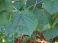 Tilia platyphyllos Klågerup, 400 m N reningsverket, Svedala, Skåne, Sweden 20240915_0015