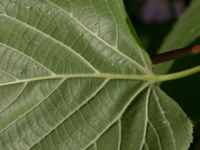 Tilia platyphyllos Limhamns kalkbrott, Malmö, Skåne, Sweden 20170611_0021