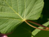 Tilia platyphyllos Limhamns kalkbrott, Malmö, Skåne, Sweden 20170611_0023