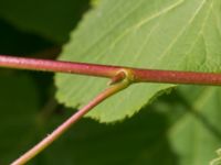 Tilia platyphyllos Limhamns kalkbrott, Malmö, Skåne, Sweden 20170611_0024