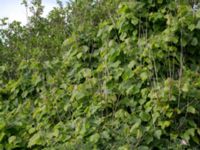 Tilia platyphyllos Stenudden, Kungsbacka, Halland, Sweden 20160604_0032