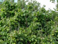 Tilia platyphyllos Stenudden, Kungsbacka, Halland, Sweden 20160604_0033