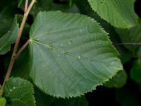 Tilia platyphyllos Stenudden, Kungsbacka, Halland, Sweden 20160604_0034