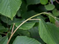 Tilia platyphyllos Stenudden, Kungsbacka, Halland, Sweden 20160604_0035