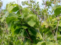 Tilia platyphyllos Stenudden, Kungsbacka, Halland, Sweden 20160604_0039