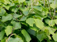 Tilia platyphyllos Stenudden, Kungsbacka, Halland, Sweden 20160604_0040