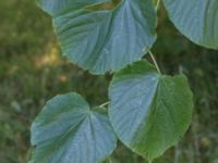 Tilia x europaea Kulla Gunnarstorp, Helsingborg, Skåne, Sweden 20170709_0223