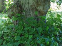 Tilia x europaea Kulla Gunnarstorp, Helsingborg, Skåne, Sweden 20170709_0224