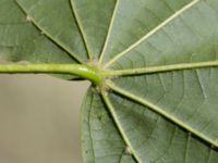 Tilia x europaea Kulla Gunnarstorp, Helsingborg, Skåne, Sweden 20170709_0233