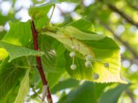 Tilia x europaea Limhamns kalkbrott V sidan, Malmö, Skåne, Sweden 20230709_0044