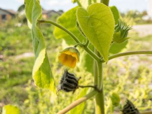 Abutilon theophrasti - Velvetweed - Lindmalva