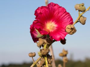 Alcea rosea - Hollyhock - Stockros