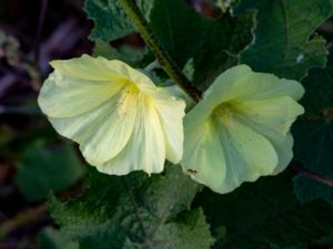 Alcea rugosa - Russian Hollyhock - Gul stockros