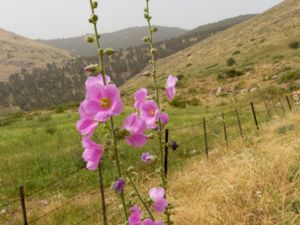 Alcea setosa - Bristly Hollyhock