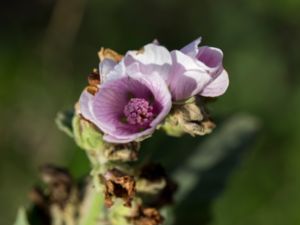 Althaea officinalis - Marsh Mallow - Läkemalva