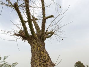 Ceiba insignis