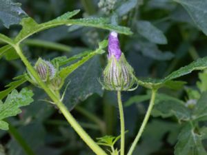 Hibiscus trionum - Flower of an Hour - Timvisare