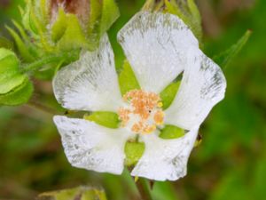 Kitaibela vitifolia - Balkanmalva