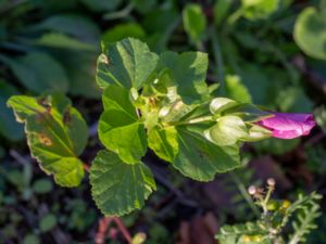 Malope trifida - Annual Malope - Praktmalva