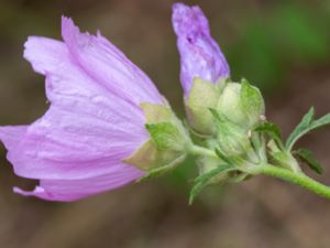 Malva alcea - Greater Musk-mallow - Rosenmalva