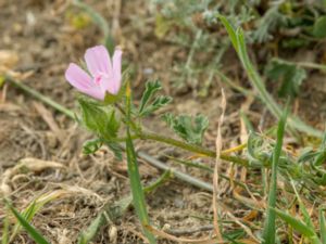 Malva cretica - Cretan Mallow